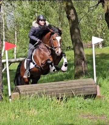 Begeleiding/trainingsstal beschikbaar voor biedingen