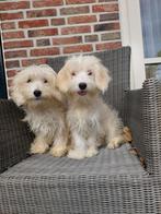 Maltipoo pups ( 2 reutjes  !!!! ( EEN NIEUW MAATJE !!!!!!!!, Dieren en Toebehoren, Honden | Chihuahua's en Gezelschapshonden, Maltezer