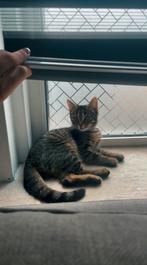 Kat, Dieren en Toebehoren, Katten en Kittens | Overige Katten, Meerdere dieren