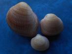 Schelpen: Cardium pseudolima Lam. f++g 52-98mm, Verzenden, Schelp(en)