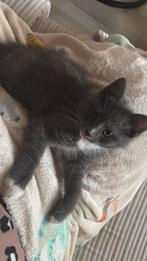 Kitten te koop, Dieren en Toebehoren, Kater, Ontwormd, 0 tot 2 jaar