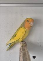 GEZOCHT!! Bonte Agapornis roseicollis, Dieren en Toebehoren, Vogels | Parkieten en Papegaaien, Meerdere dieren, Dwergpapegaai of Agapornis