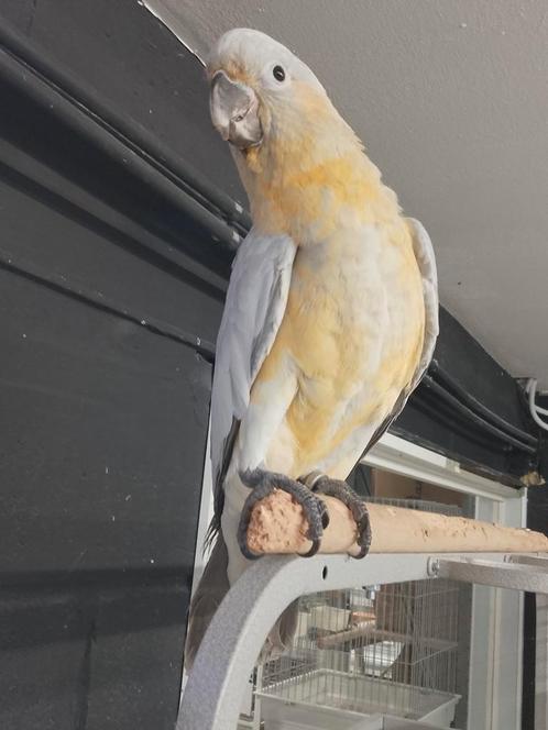 Tamme Hybride Kakatoes Kakatoe man met DNA en getest op alle, Dieren en Toebehoren, Vogels | Parkieten en Papegaaien, Papegaai