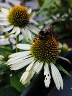echina white bloemzaden, Verzenden, Voorjaar, Volle zon, Zaad