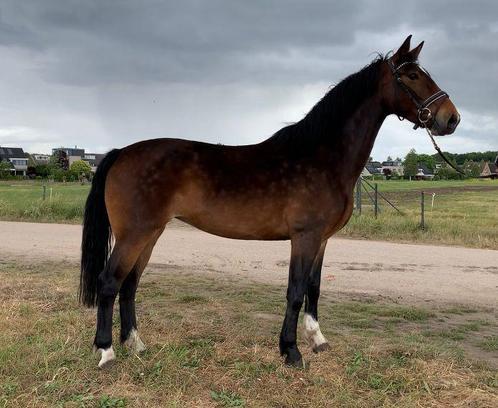 6 jarige merrie, Dieren en Toebehoren, Paarden, Merrie, Niet van toepassing, Minder dan 160 cm, 3 tot 6 jaar, Recreatiepaard, Gechipt