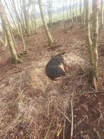 Te koop gedekte fokzeugen 50 % duroc 50% mangalitsa, Dieren en Toebehoren, Schapen, Geiten en Varkens, Meerdere dieren, Geit