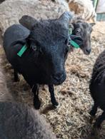 Stamboek Ouessant ram, Dieren en Toebehoren, Schapen, Geiten en Varkens, Mannelijk, Schaap