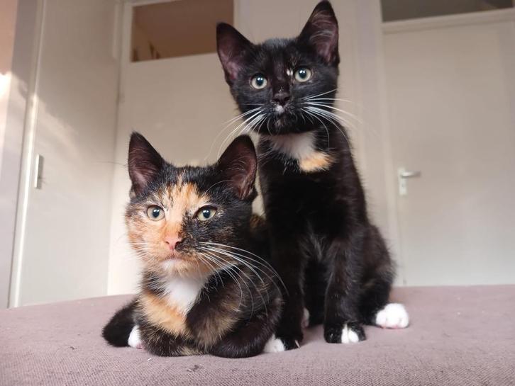 2 poezen kittens zoeken samen een liefdevol mandje., Dieren en Toebehoren, Katten en Kittens | Dekkaters, 0 tot 2 jaar