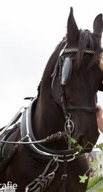 Zeer goed thuis gezocht voor oude friese merrie, Dieren en Toebehoren, Stalling en Weidegang, 1 paard of pony