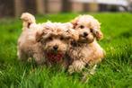 Exclusieve F1 Maltipoo Pups - De Perfecte Gezinsvriend!, Rabiës (hondsdolheid), Overige rassen, 8 tot 15 weken, Geslacht onbekend