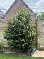 Camelia struik/boom, Tuin en Terras, Ophalen, Overige soorten, Struik, 250 cm of meer