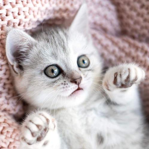 Gezocht. Lieve kitten (poesje) graag de beschrijving lezen, Dieren en Toebehoren, Katten en Kittens | Overige Katten, Poes, 0 tot 2 jaar