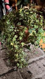Hedera hangplant hang plant groene kamerplant groot, Ophalen of Verzenden, Bloeit niet, Overige soorten, Halfschaduw