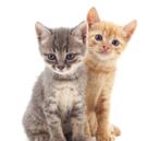 Gezocht: Twee kittens voor een liefdevol thuis, Dieren en Toebehoren