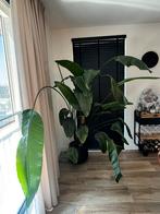 Grote Strelitzia zonder pot, Huis en Inrichting, Kamerplanten, Ophalen, Overige soorten