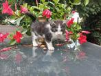 Maine coon kruising, Dieren en Toebehoren, Meerdere dieren