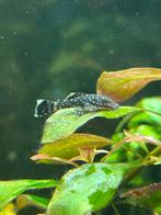 Ancistrus baby’s wildkleur, Dieren en Toebehoren, Vis