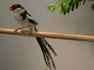 wida,s gezocht €150 betalen wij, Dieren en Toebehoren, Vogels | Overige Vogels, Meerdere dieren