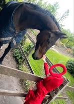 Leuke 9 jarige ruin, Dieren en Toebehoren, Paarden, Ruin, Dressuurpaard