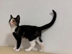 Selling this cute kitten, Poes