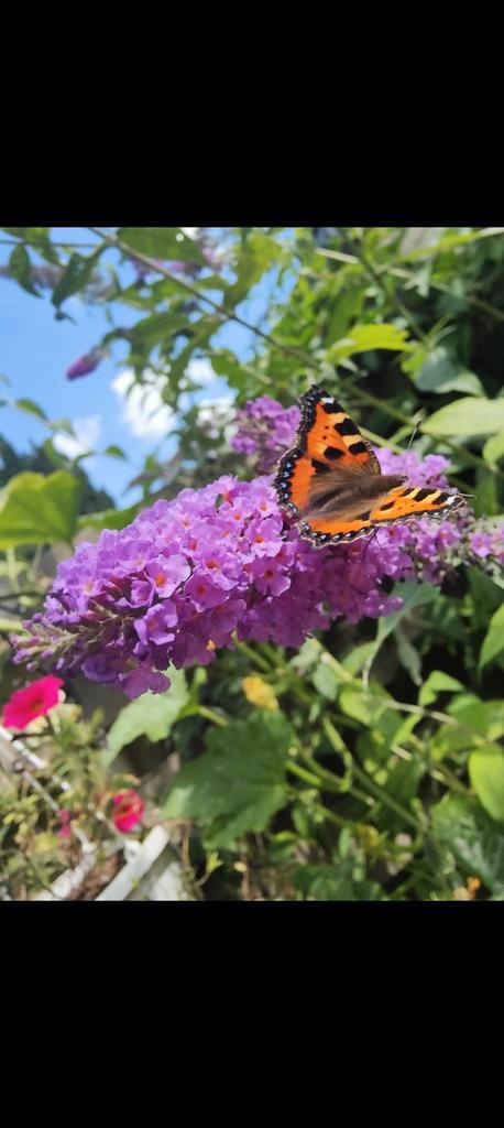 Vlinderstruik paars, Tuin en Terras, Planten | Bomen, Overige soorten, Minder dan 100 cm, Volle zon, Zomer, Ophalen of Verzenden