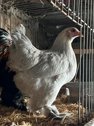 Broedeieren Brahma Isabell Kriel beschikbaar voor biedingen