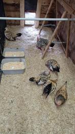 Java citroen porselein broedeitjes, Dieren en Toebehoren, Meerdere dieren, Kip