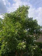Stoofpeer boom, Ophalen, 250 tot 400 cm, Perenboom, Lente