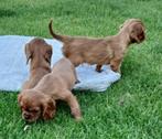 Cavaliers ter beschikbaar, Dieren en Toebehoren, Honden | Retrievers, Spaniëls en Waterhonden, CDV (hondenziekte), 8 tot 15 weken