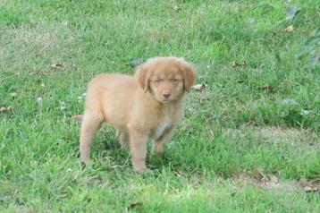 Raszuivere  Nova Scotia Duck Toller Retriever pups beschikbaar voor biedingen
