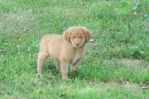 Raszuivere  Nova Scotia Duck Toller Retriever pups, Dieren en Toebehoren, Honden | Retrievers, Spaniëls en Waterhonden, Reu, Overige rassen