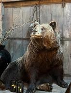 Opgezette bruine Beer  opgezet taxidermie, Verzamelen, Dierenverzamelingen, Ophalen, Nieuw, Wild dier, Opgezet dier