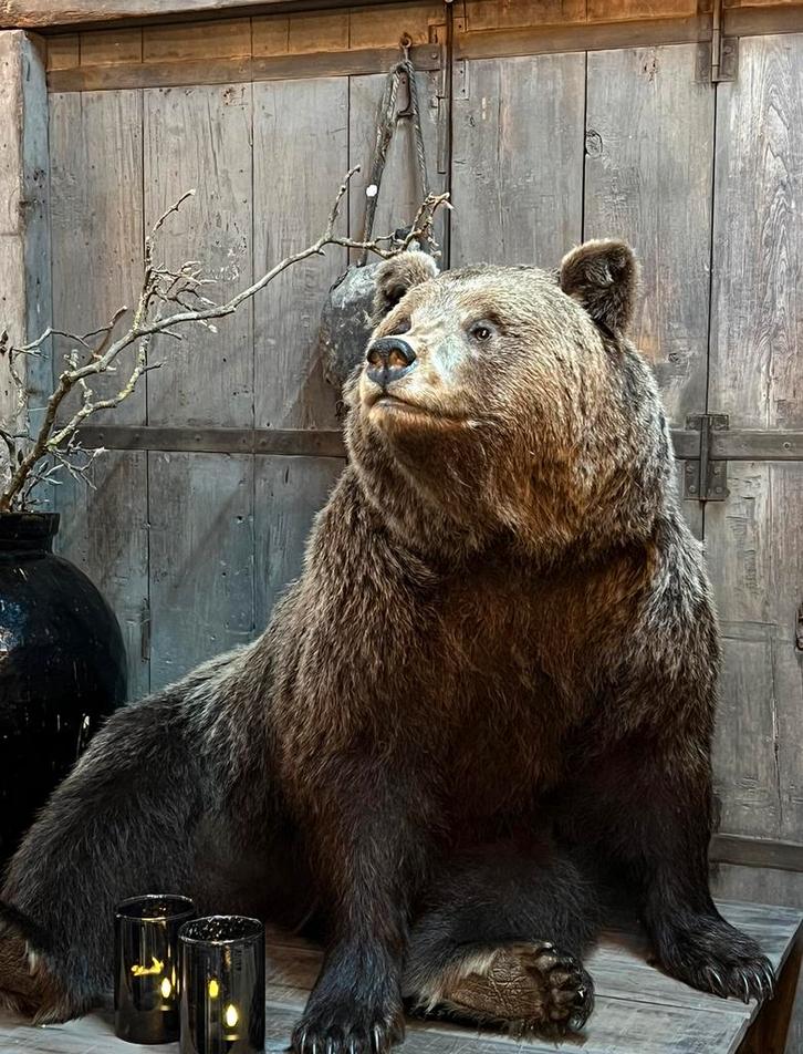 Opgezette bruine Beer  opgezet taxidermie, Verzamelen, Dierenverzamelingen, Nieuw, Opgezet dier, Wild dier, Ophalen