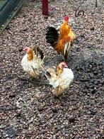 Prachtig koppel serama kippen, Dieren en Toebehoren, Meerdere dieren, Kip