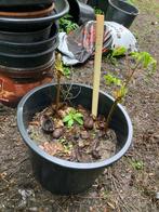 Kastanjeboom rose bloeiend, Tuin en Terras, Planten | Bomen, In pot, Minder dan 100 cm, Overige soorten, Ophalen