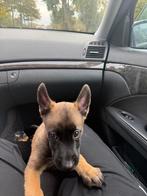 Mechelse heder pup, Dieren en Toebehoren, Honden | Herdershonden en Veedrijvers, Rabiës (hondsdolheid), Reu, 8 tot 15 weken, Eén hond