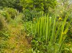 Gele lis en diverse andere vijverplanten, Ophalen, Zomer, Vijverplanten, Volle zon