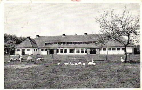 Int. Jeugdcentrum De Harscamp, Harskamp - gans schaap - 1957, Verzamelen, Ansichtkaarten | Nederland, Gelopen, Gelderland, 1940 tot 1960
