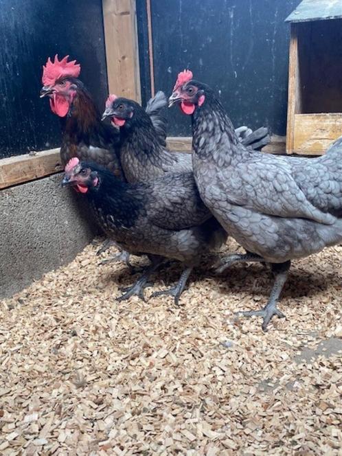 Bleu de landes kippen | Goede leggers | Gezellige kippen, Dieren en Toebehoren, Pluimvee, Kip, Vrouwelijk