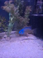 Protomelas board zulu red empress Malawi cichliden, Dieren en Toebehoren, Vissen | Aquariumvissen, Vis