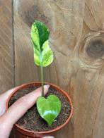 Monstera deliciosa variegata plant lemon lime aurea yellow, Ophalen of Verzenden, Overige soorten, Minder dan 100 cm