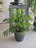 Kentia Palm - pot 20cm, height 65cm, Huis en Inrichting, Kamerplanten, Minder dan 100 cm, Palm, Ophalen of Verzenden, Halfschaduw