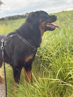 Rottweiler teef, Dieren en Toebehoren, Rabiës (hondsdolheid), 1 tot 2 jaar, Teef, Eén hond