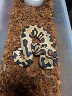 Python regius/koningspython, Dieren en Toebehoren, Reptielen en Amfibieën, Slang, 0 tot 2 jaar