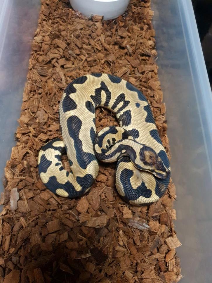 Python regius/koningspython