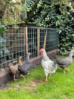 Haan gratis, Dieren en Toebehoren, Pluimvee, Mannelijk, Kip