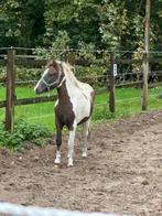 Jaarling Bonte B pony, Dieren en Toebehoren, Pony's, 0 tot 2 jaar, Gechipt, B pony (1.17m tot 1.27m), Onbeleerd