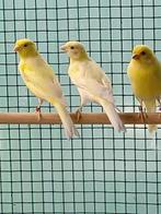 Razakanarie, Dieren en Toebehoren, Vogels | Kanaries, Mannelijk, Postuurkanarie