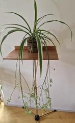 Chlorophytum - graslelie - sprietplant, Ophalen, Overige soorten, Minder dan 100 cm