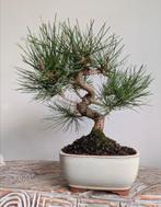 Pinus Thunbergii bonsai, Tuin en Terras, Planten | Bomen, Bloeit niet, Halfschaduw, Minder dan 100 cm, Overige soorten